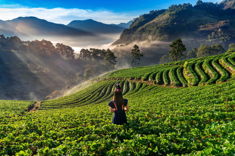 Woman wearing hill tribe dress in strawberry garden on Doi Ang K